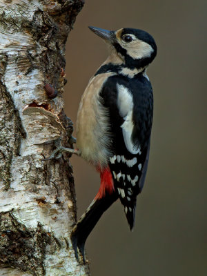 Grote Bonte Specht / Great Spotted Woodpecker