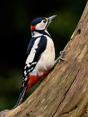 Grote Bonte Specht / Great Spotted Woodpecker