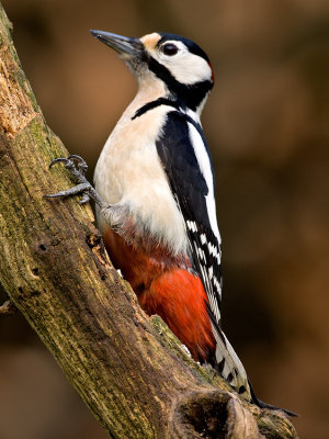 Grote Bonte Specht / Great Spotted Woodpecker