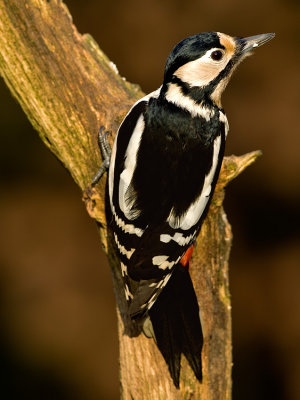Grote Bonte Specht / Great Spotted Woodpecker