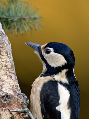 Grote Bonte Specht / Great Spotted Woodpecker
