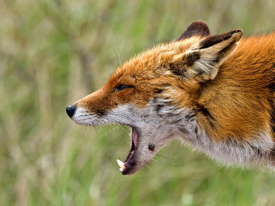Red Fox / Vos