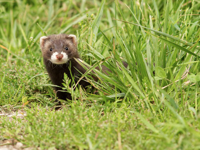 European Polecat / Bunzing