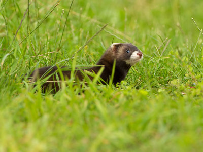 Bunzing / European polecat