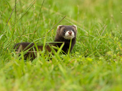 Bunzing / European polecat