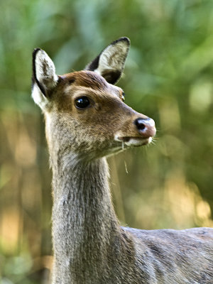 Sika Deer / Sikahert
