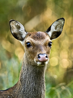 Sika Deer / Sikahert