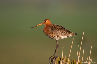 Black-tailed Godwit / Grutto