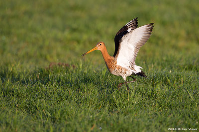 Black-tailed Godwit / Grutto
