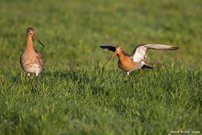 Black-tailed Godwit / Grutto