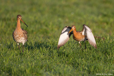 Black-tailed Godwit / Grutto