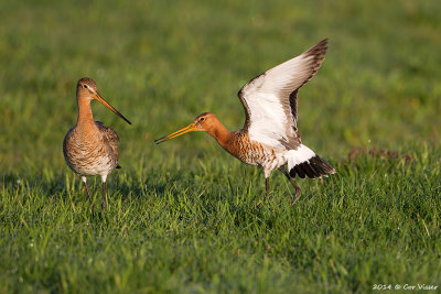 Black-tailed Godwit / Grutto