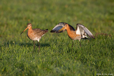 Black-tailed Godwit / Grutto