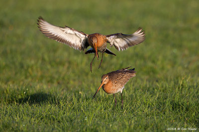 Black-tailed Godwit / Grutto
