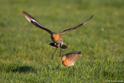 Black-tailed Godwit / Grutto