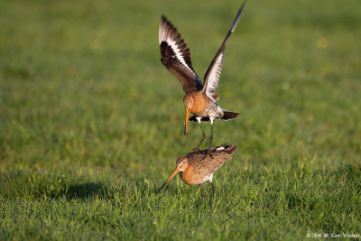 Black-tailed Godwit / Grutto