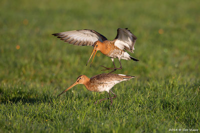 Black-tailed Godwit / Grutto