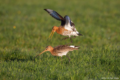 Black-tailed Godwit / Grutto