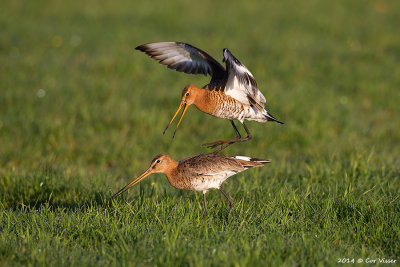 Black-tailed Godwit / Grutto