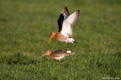 Black-tailed Godwit / Grutto