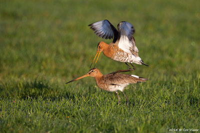 Black-tailed Godwit / Grutto