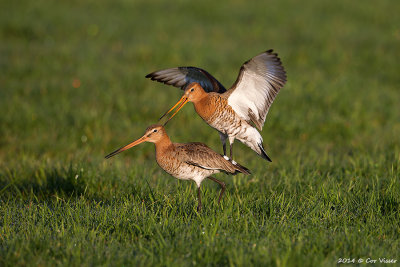 Black-tailed Godwit / Grutto