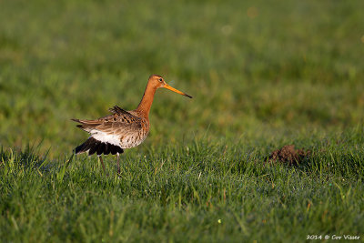 Black-tailed Godwit / Grutto