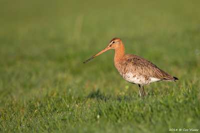 Black-tailed Godwit / Grutto