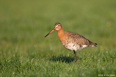 Black-tailed Godwit / Grutto