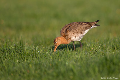 Black-tailed Godwit / Grutto