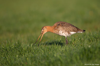 Black-tailed Godwit / Grutto
