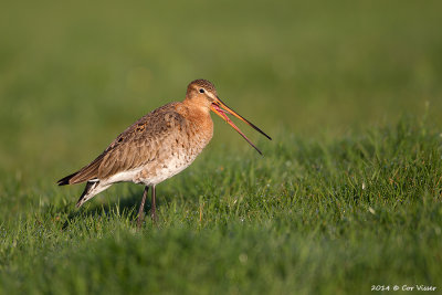 Black-tailed Godwit / Grutto