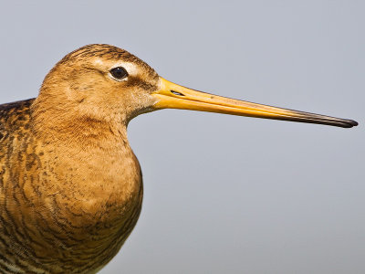 Black-tailed Godwit / Grutto