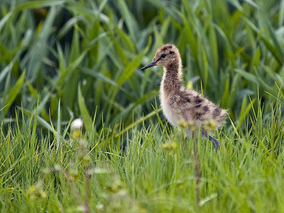 Black-tailed Godwit / Grutto