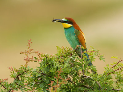 Bee-eater / Bijeneter