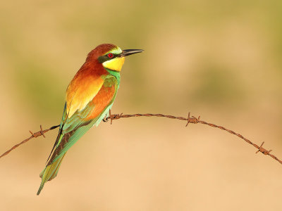 Bee-eater / Bijeneter