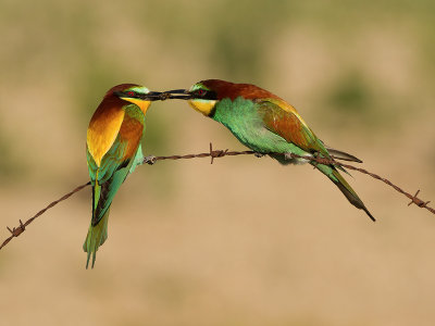 Bee-eater / Bijeneter