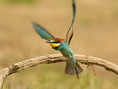 Bee-eater / Bijeneter