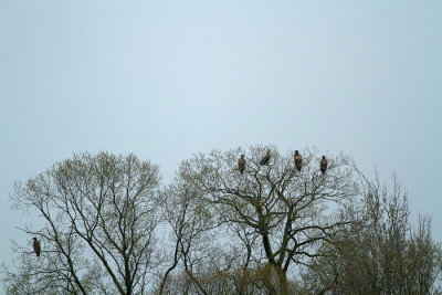 White-tailed Eagle - Zeearend