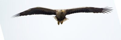 White-tailed Eagle - Zeearend