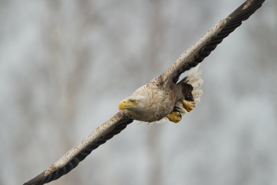 White-tailed Eagle - Zeearend