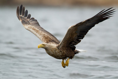 White-tailed Eagle - Zeearend