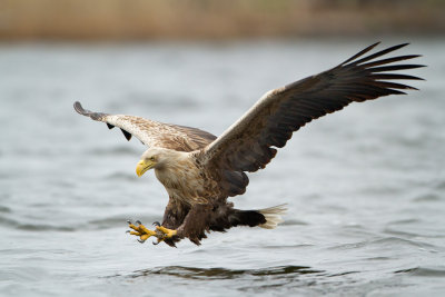 White-tailed Eagle - Zeearend