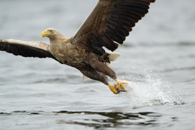 White-tailed Eagle - Zeearend