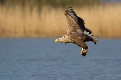 White-tailed Eagle - Zeearend