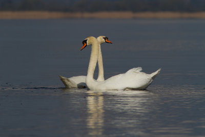 Mute Swan / Knobbelzwaan