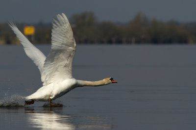 Mute Swan / Knobbelzwaan