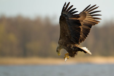White-tailed Eagle - Zeearend