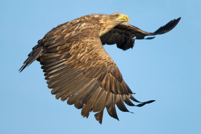 White-tailed Eagle - Zeearend