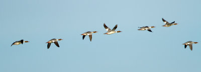 Common merganser / Grote Zaagbek